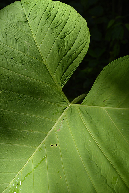 Xanthosoma undipes