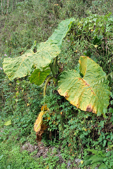 Xanthosoma undipes