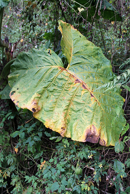 Xanthosoma undipes