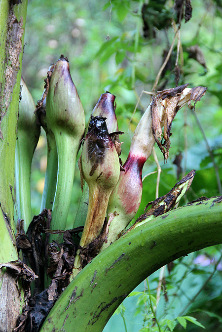 Xanthosoma undipes
