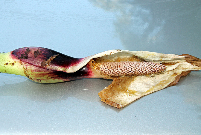 Xanthosoma undipes