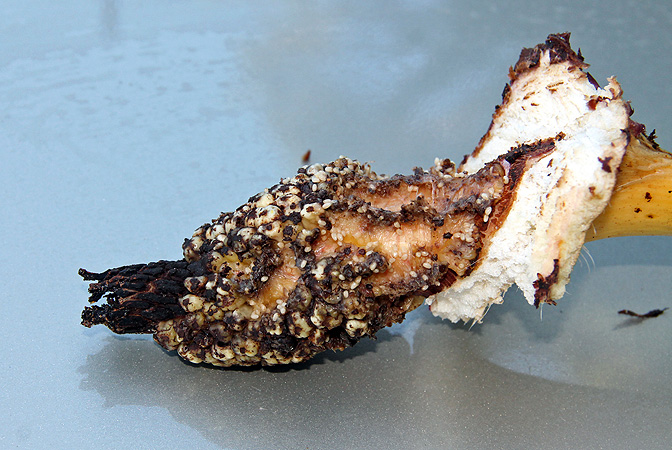Xanthosoma undipes
