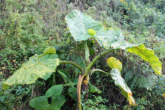 Xanthosoma undipes