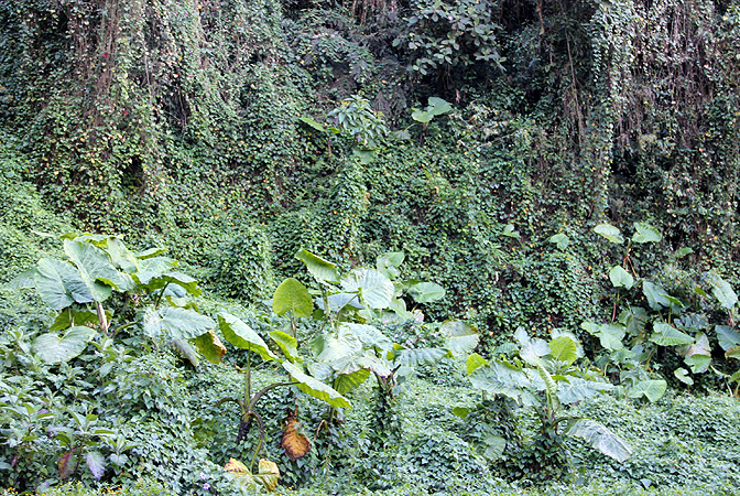 Xanthosoma undipes