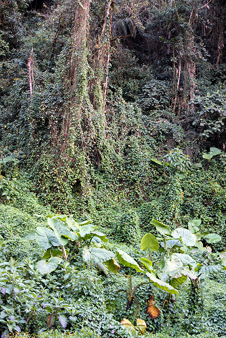 Xanthosoma undipes
