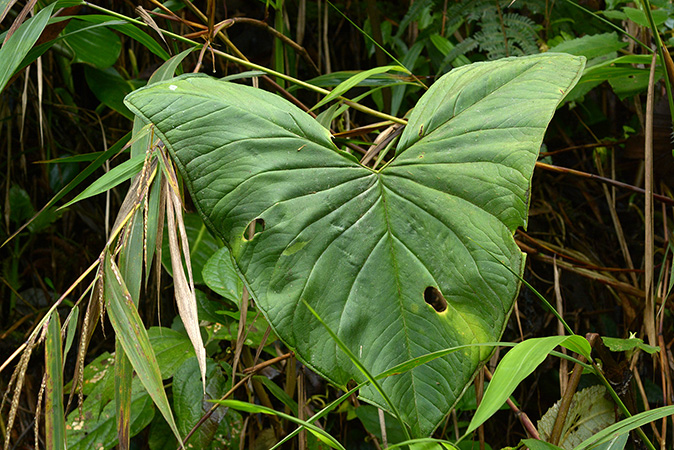 Xanthosoma vargasii