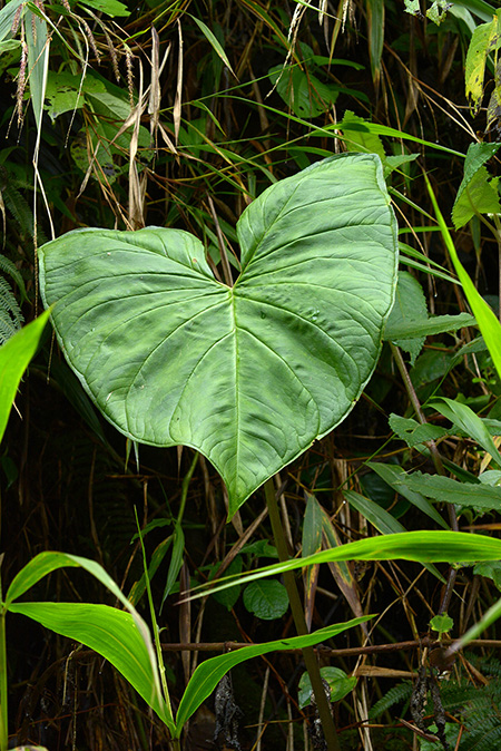 Xanthosoma vargasii