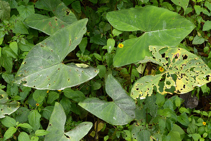 Xanthosoma vargasii