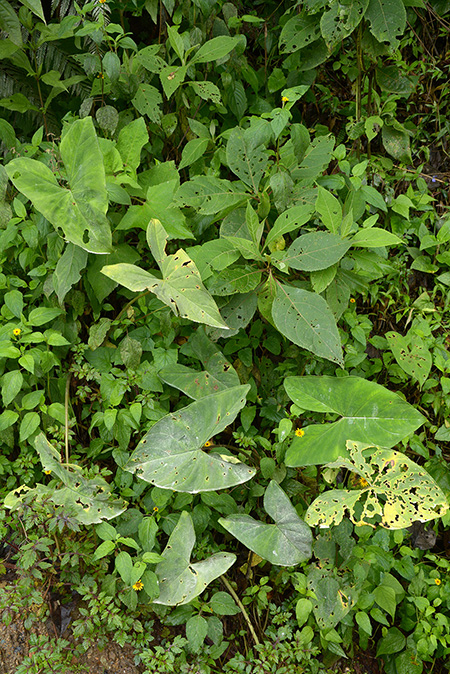 Xanthosoma vargasii