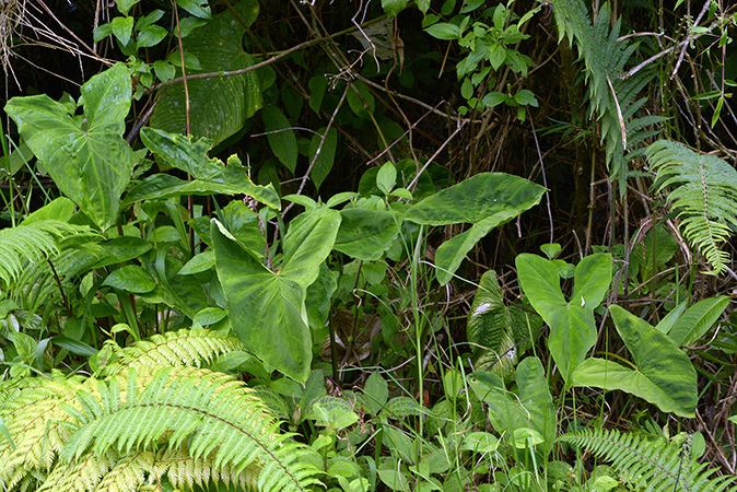 Xanthosoma vargasii