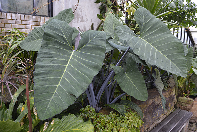 Xanthosoma violaceum