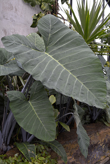 Xanthosoma violaceum