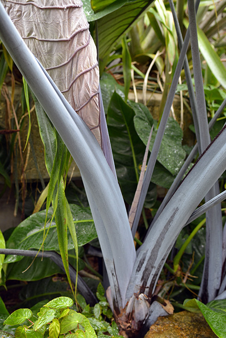 Xanthosoma violaceum
