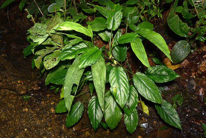 Xanthosoma viviparum