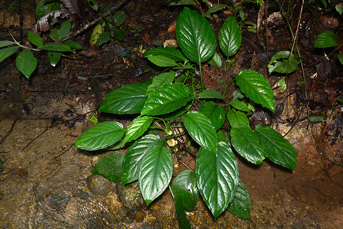 Xanthosoma viviparum
