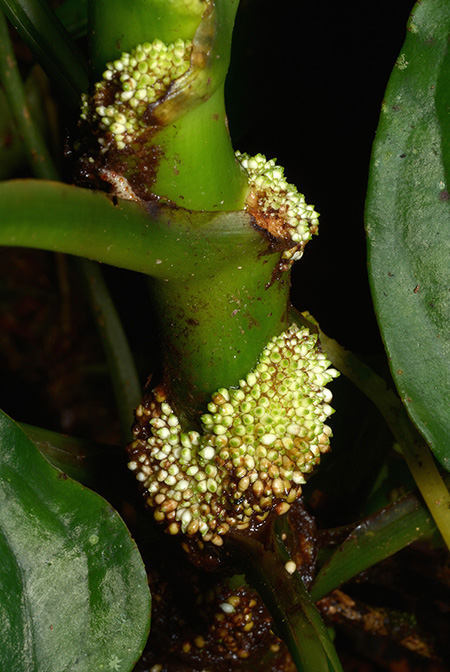 Xanthosoma viviparum