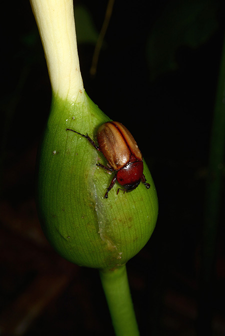 Xanthosoma viviparum