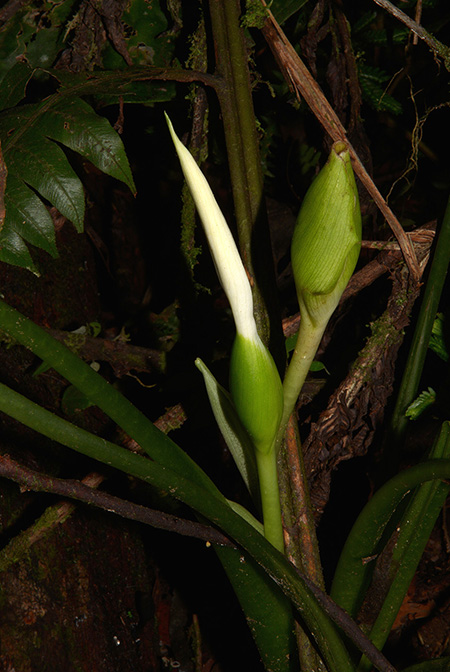 Xanthosoma viviparum