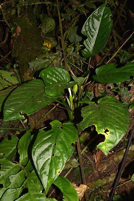 Xanthosoma viviparum