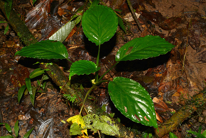 Xanthosoma viviparum