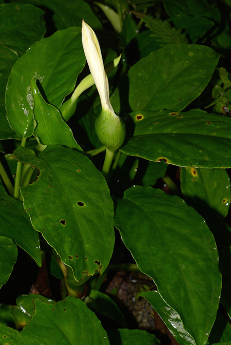 Xanthosoma viviparum