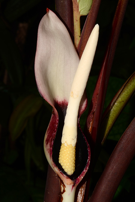 Xanthosoma weeksii