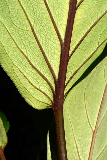 Xanthosoma weeksii