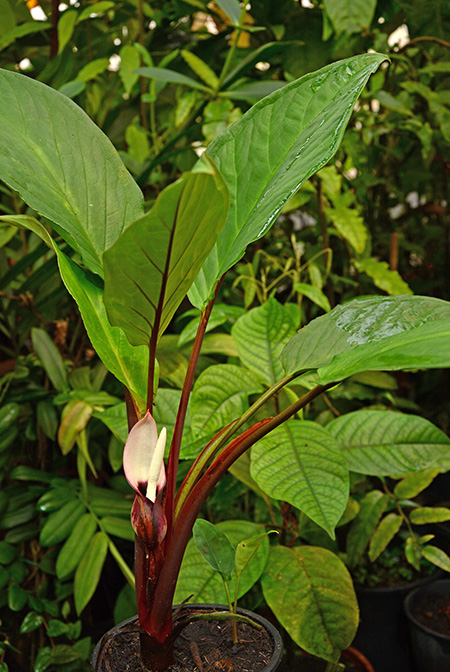 Xanthosoma weeksii