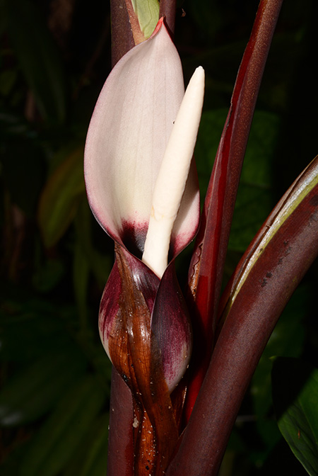 Xanthosoma weeksii