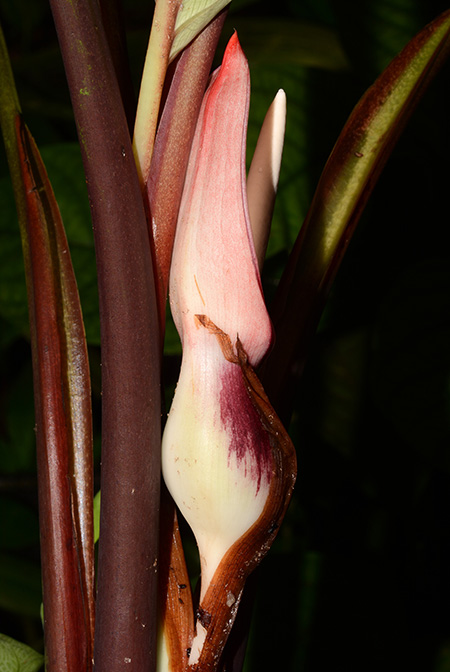 Xanthosoma weeksii