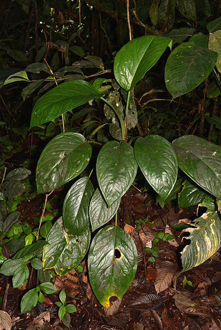 Xanthosoma weeksii