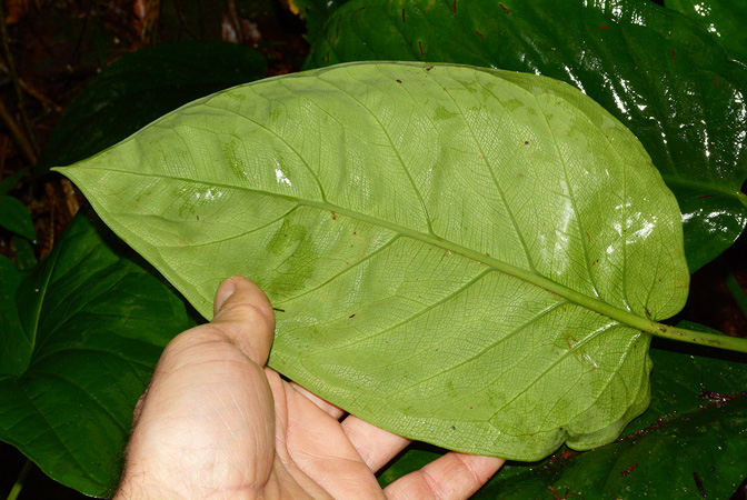 Xanthosoma weeksii