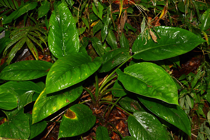 Xanthosoma weeksii