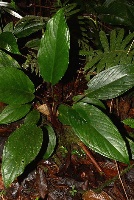 Xanthosoma weeksii