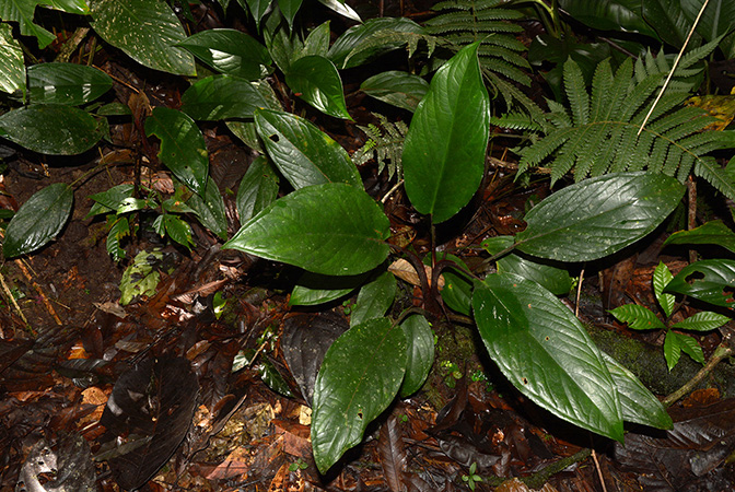 Xanthosoma weeksii