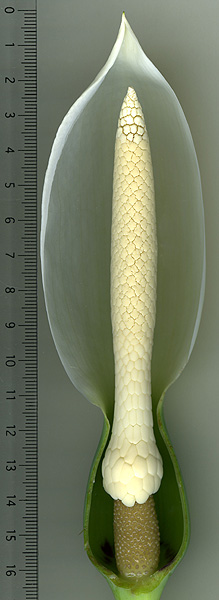 Xanthosoma wendlandii