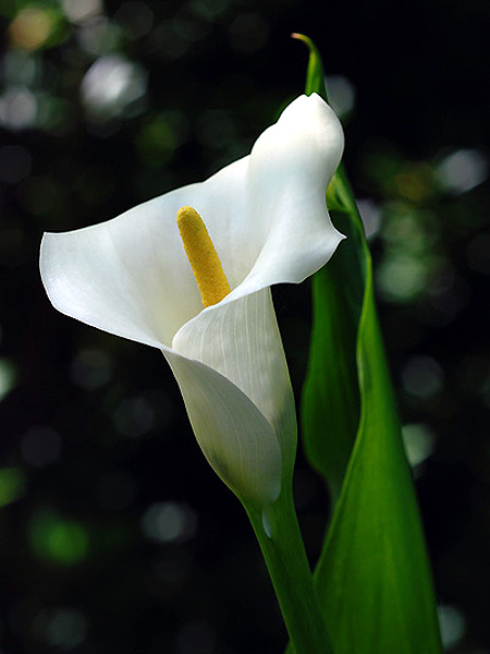 Zantedeschia albomaculata