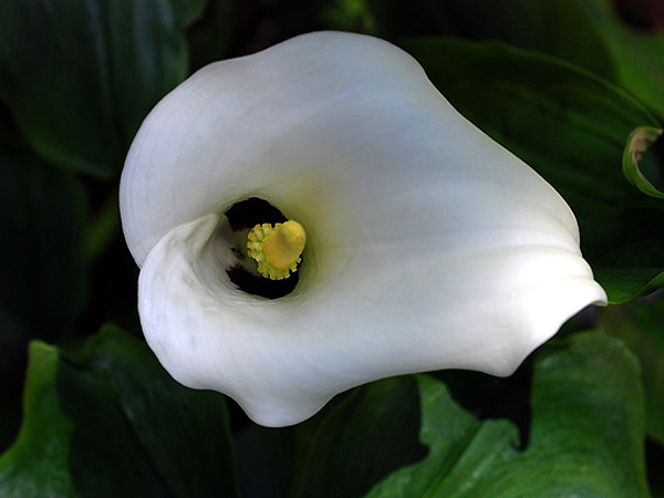Zantedeschia albomaculata