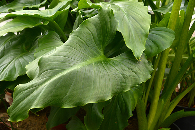 Zantedeschia odorata