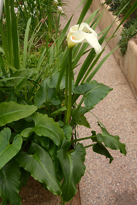 Zantedeschia odorata