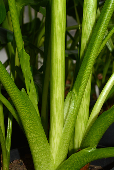 Zantedeschia odorata