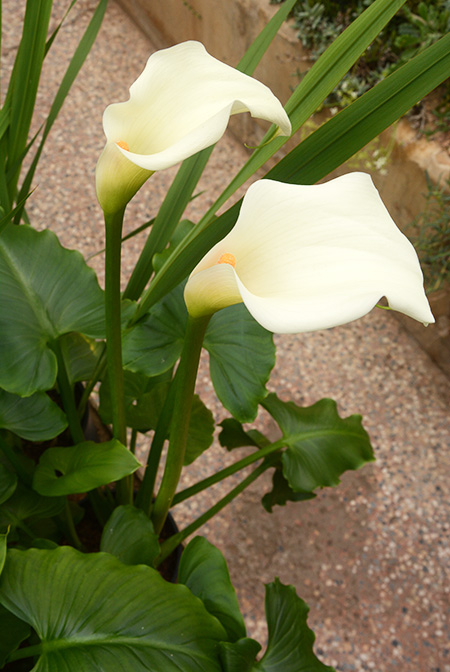 Zantedeschia odorata