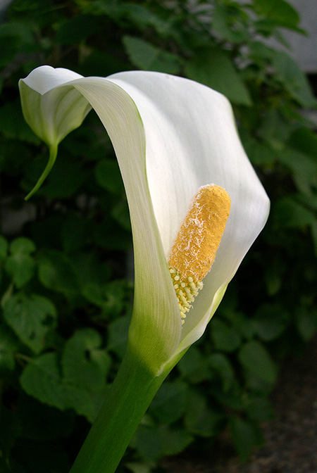 Zantedeschia odorata