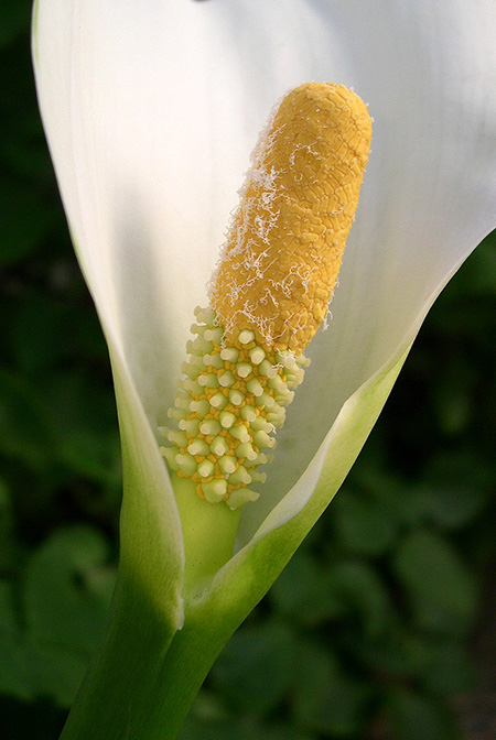 Zantedeschia odorata