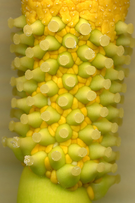 Zantedeschia odorata