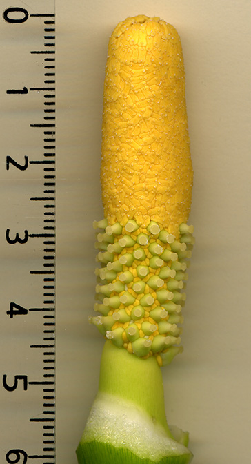 Zantedeschia odorata