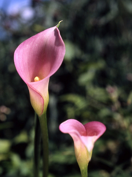 Zantedeschia rehmannii
