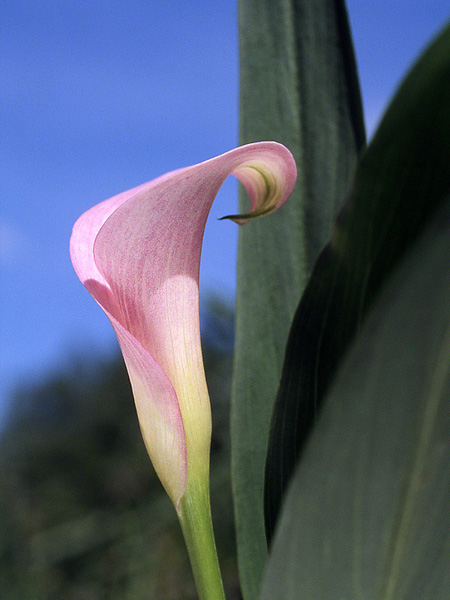 Zantedeschia rehmannii