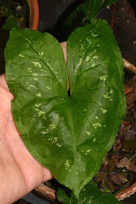 Zomicarpella amazonica