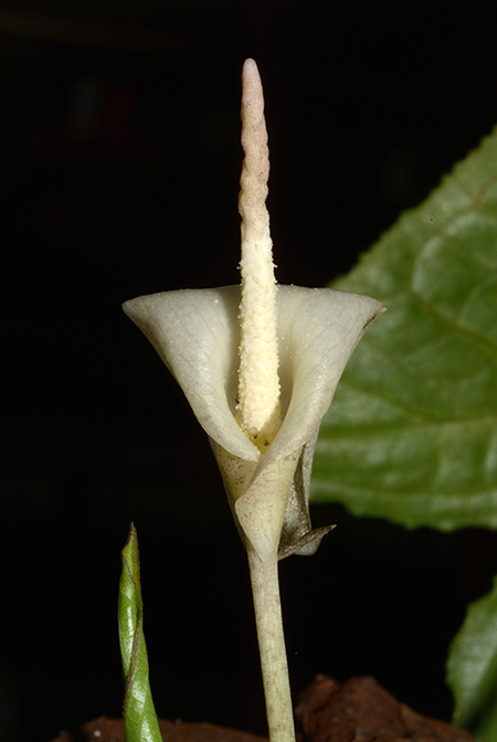 Zomicarpella amazonica
